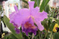 Exposition d'orchidées au Royal Garden